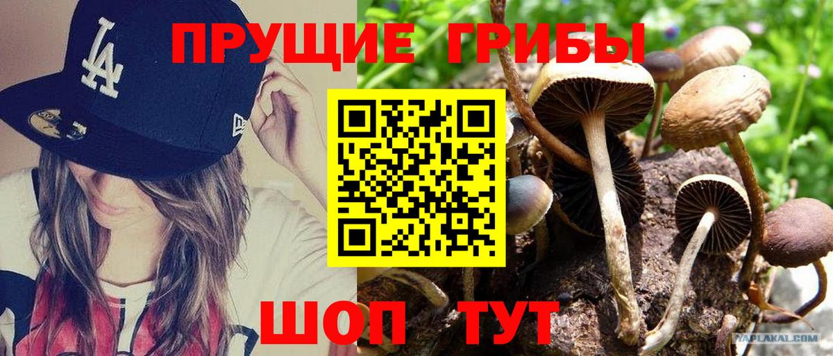 Галлюциногенные грибы Psilocybine cubensis Новокуйбышевск